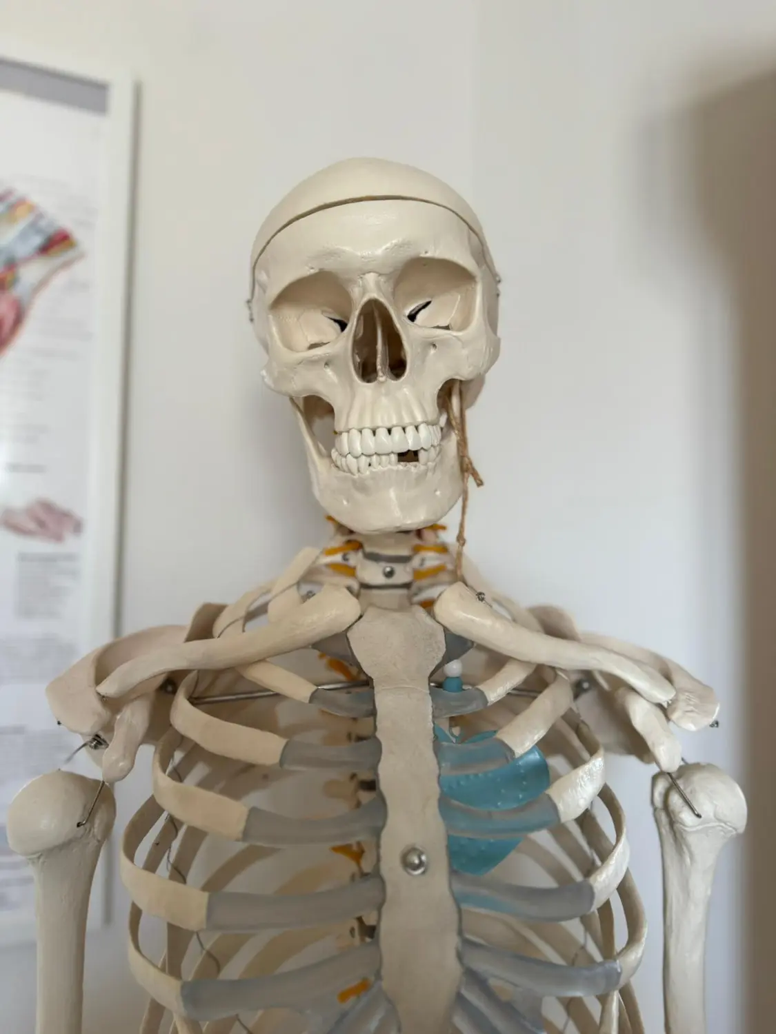 Ergotherapie Obstallee, Skelett