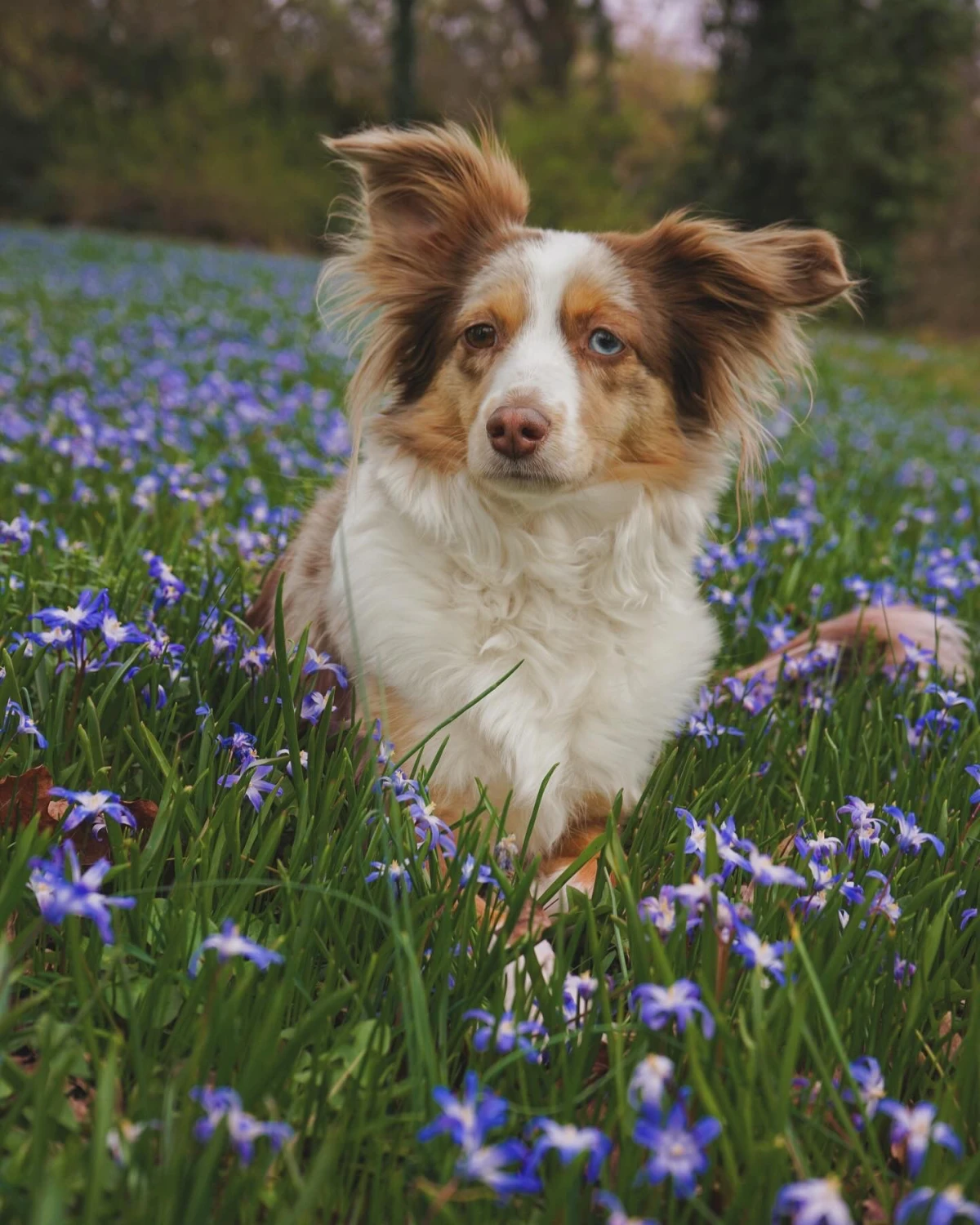Ergotherapie Obstallee, Hund Luna