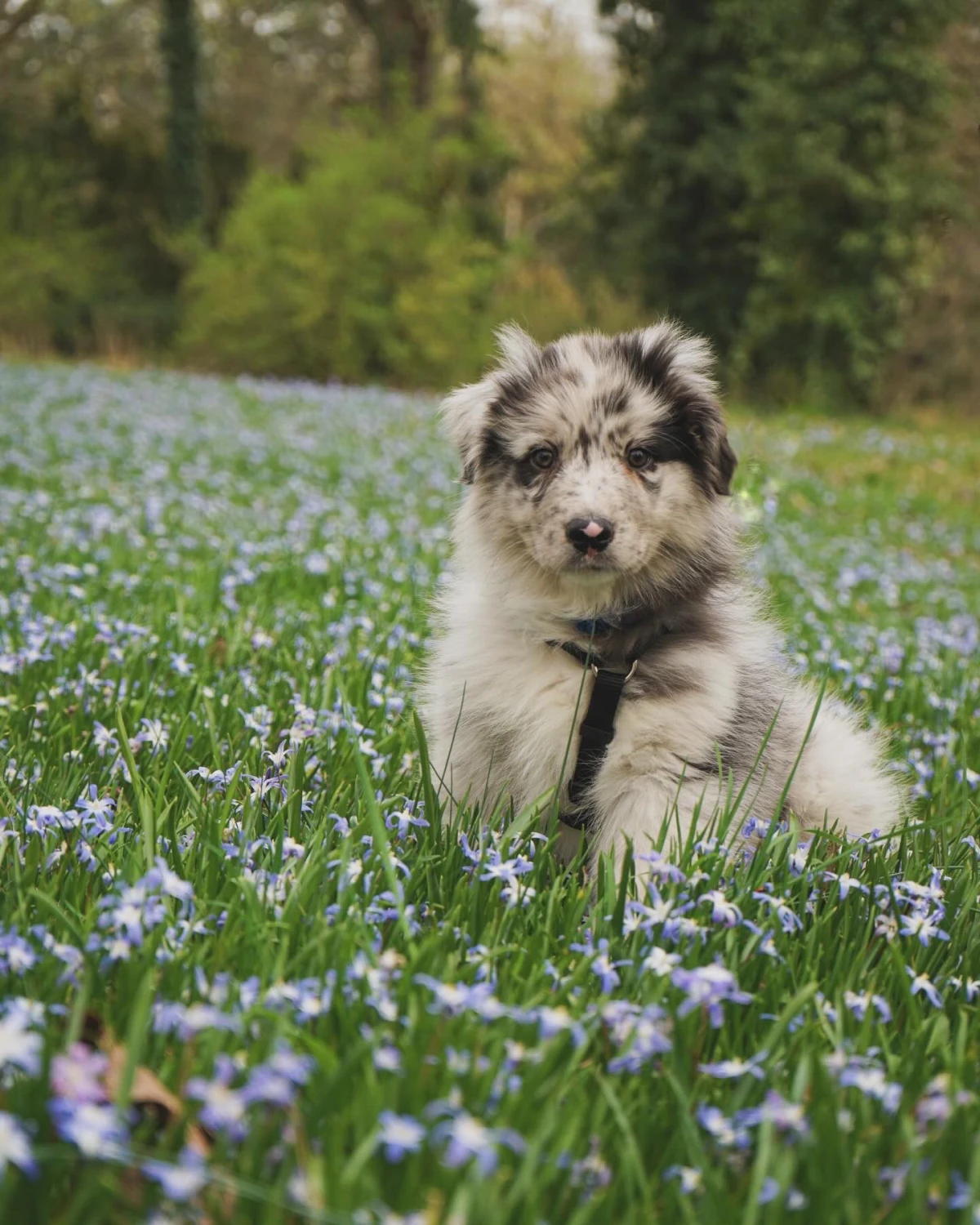 Ergotherapie Obstallee, Hund Jaro