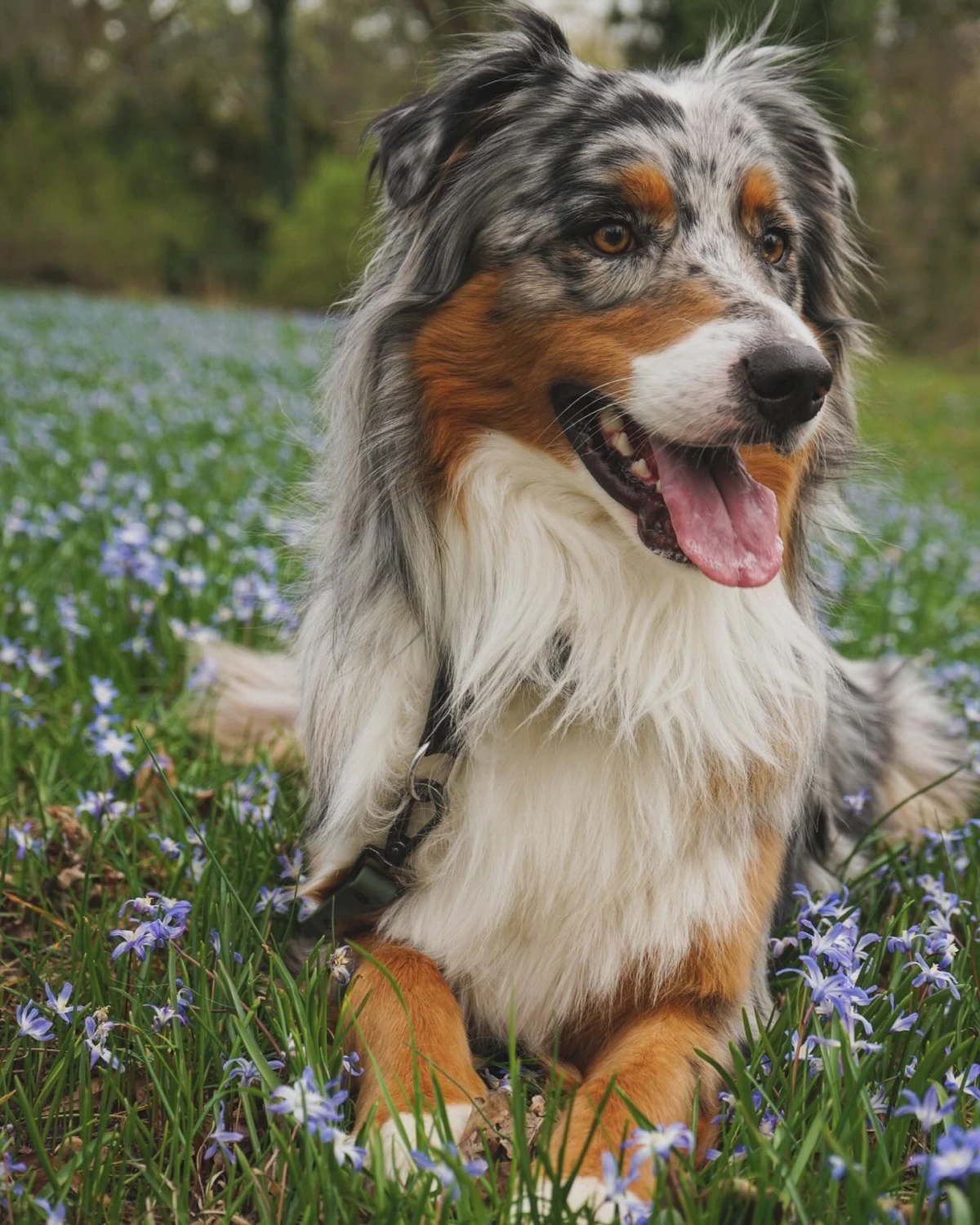 Ergotherapie Obstallee, Hund Matti