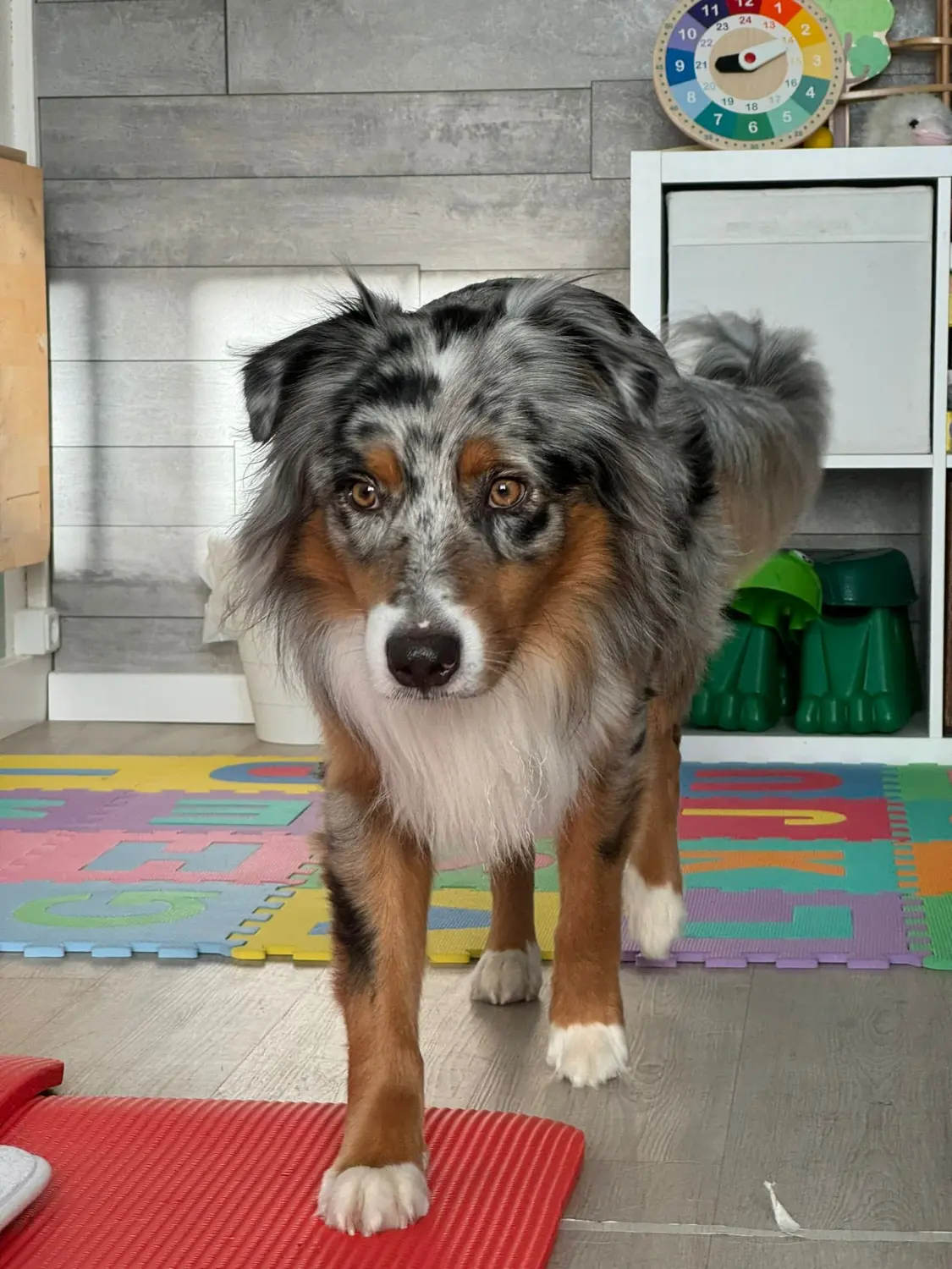 Ergotherapie Obstallee, Hund