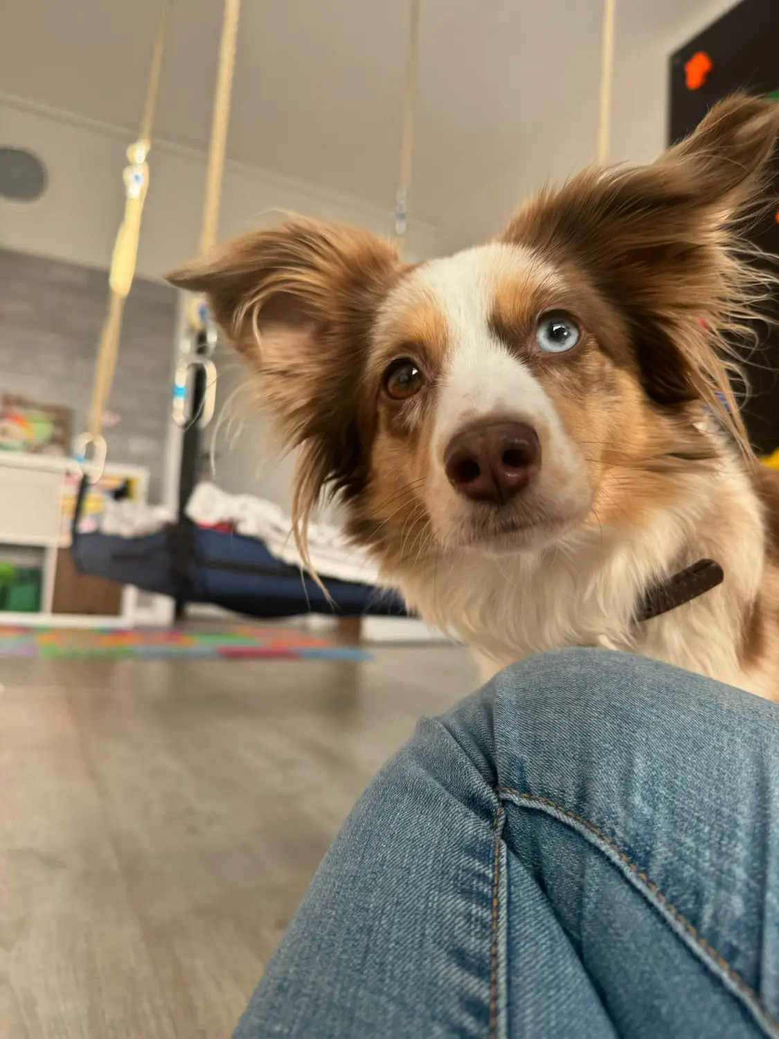 Ergotherapie Obstallee, Hund