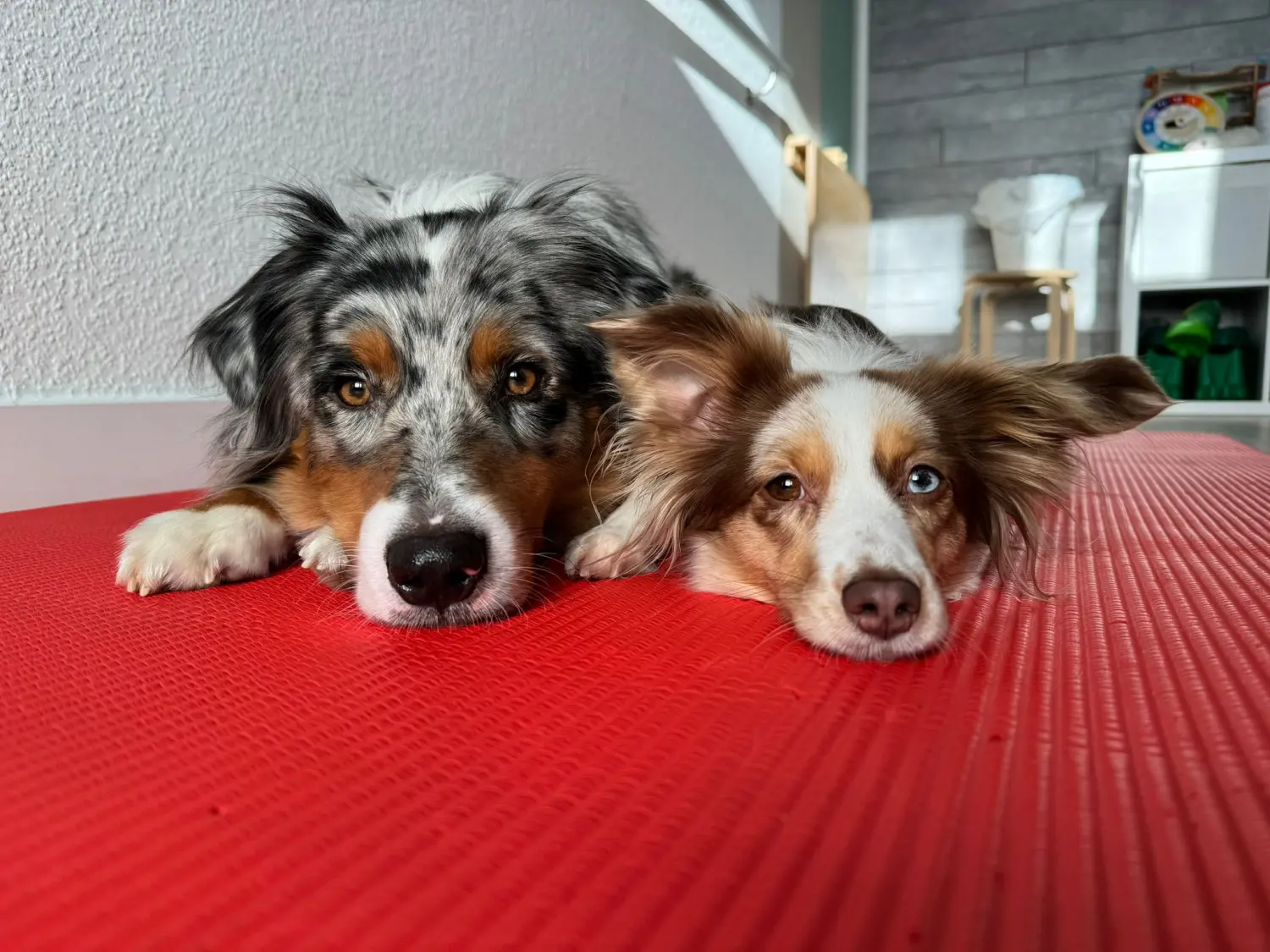Ergotherapie Obstallee, Hunde