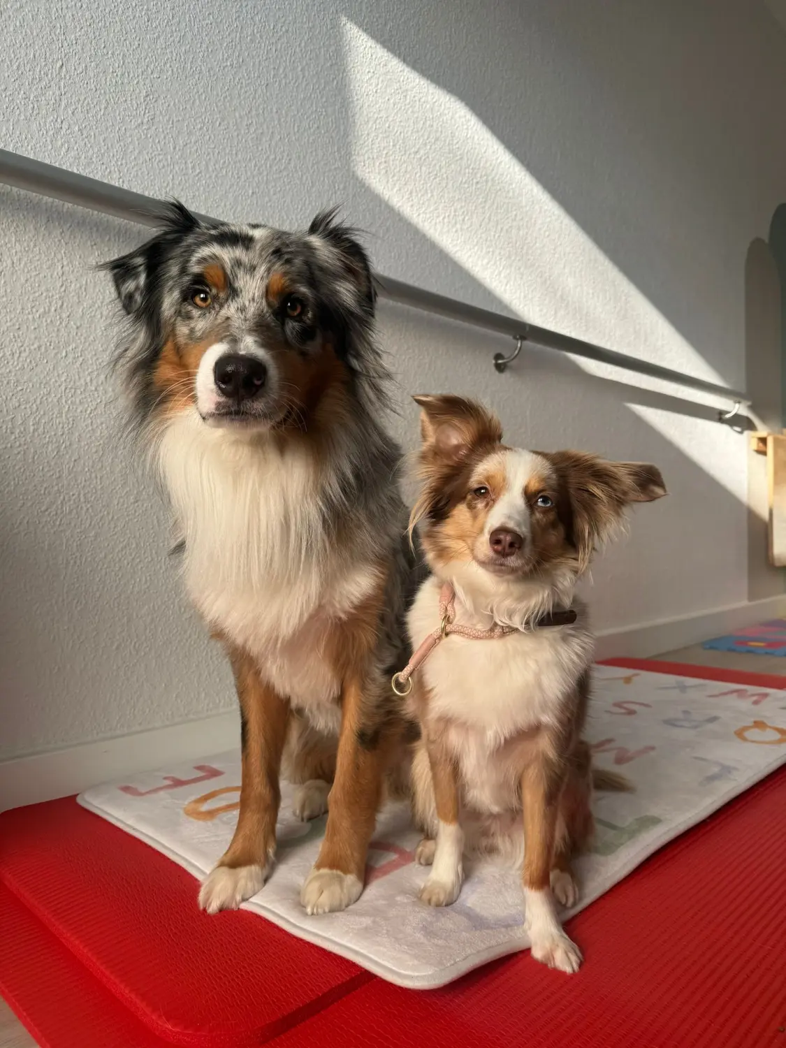 Ergotherapie Obstallee, Hunde